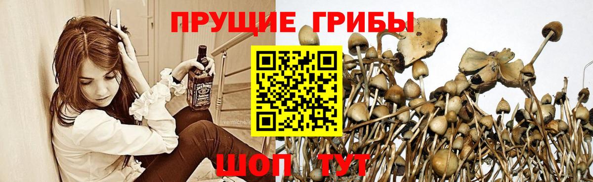 Калининград  Галлюциногенные грибы MAGIC MUSHROOMS  Вход с VPN 